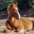Dealing With Pasture Mud